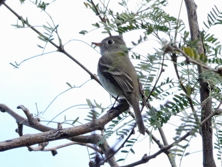 Hammond's Flycatcher - ML647526224