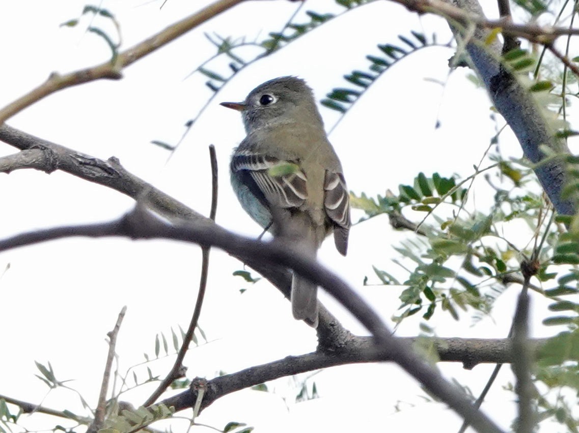 Hammond's Flycatcher - ML647526225