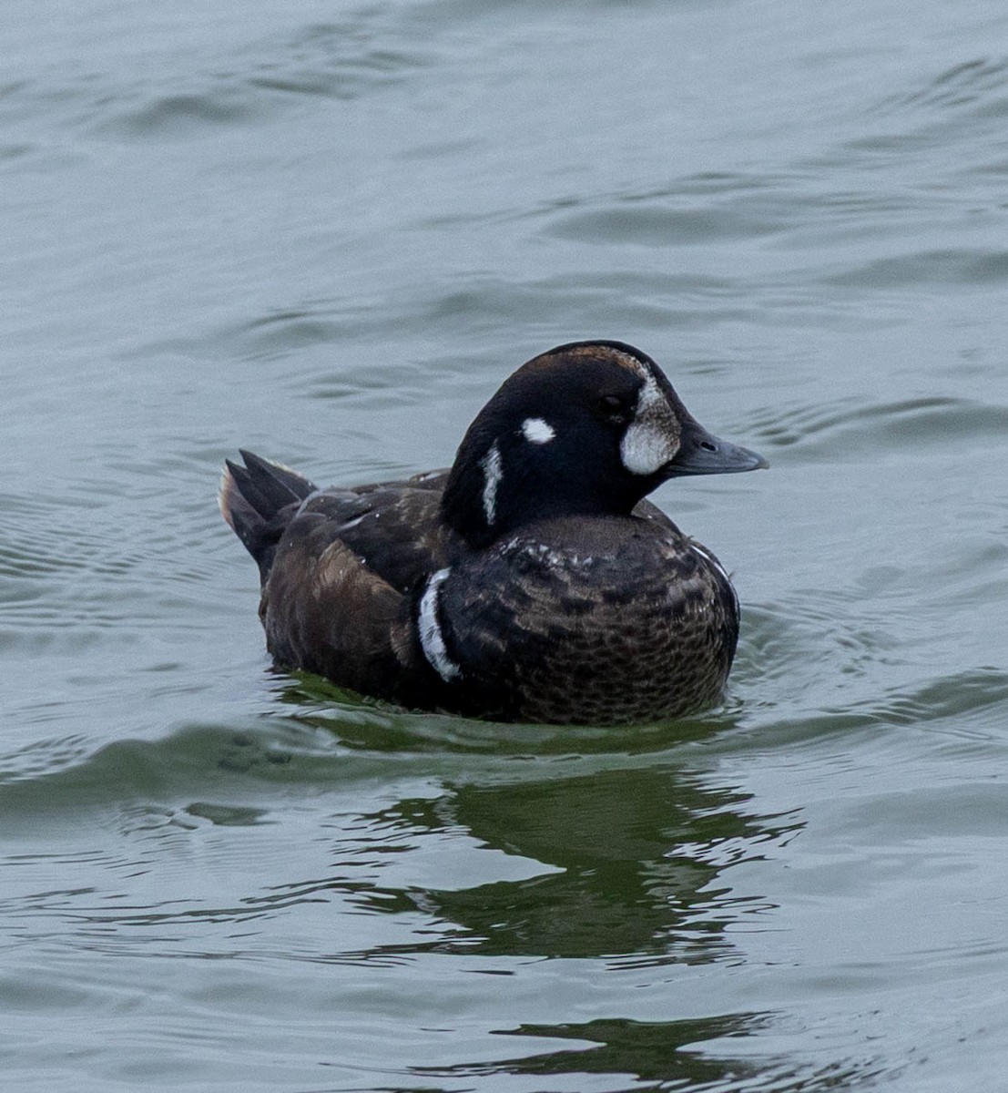 Ahate arlekina - ML647526226