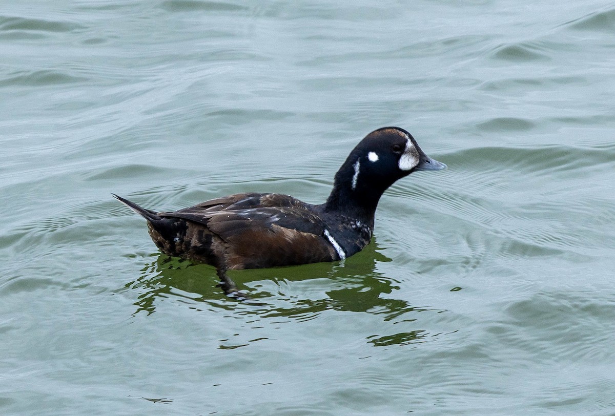 Ahate arlekina - ML647526233