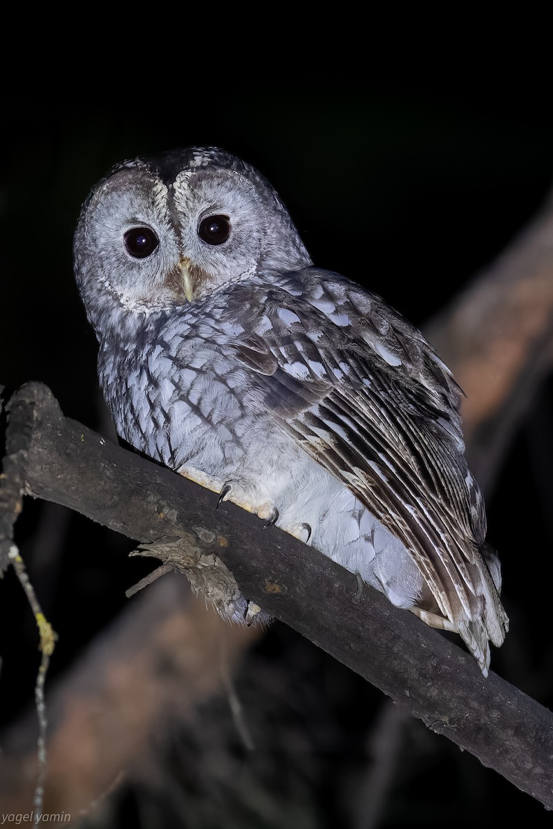 モリフクロウ - ML647526234