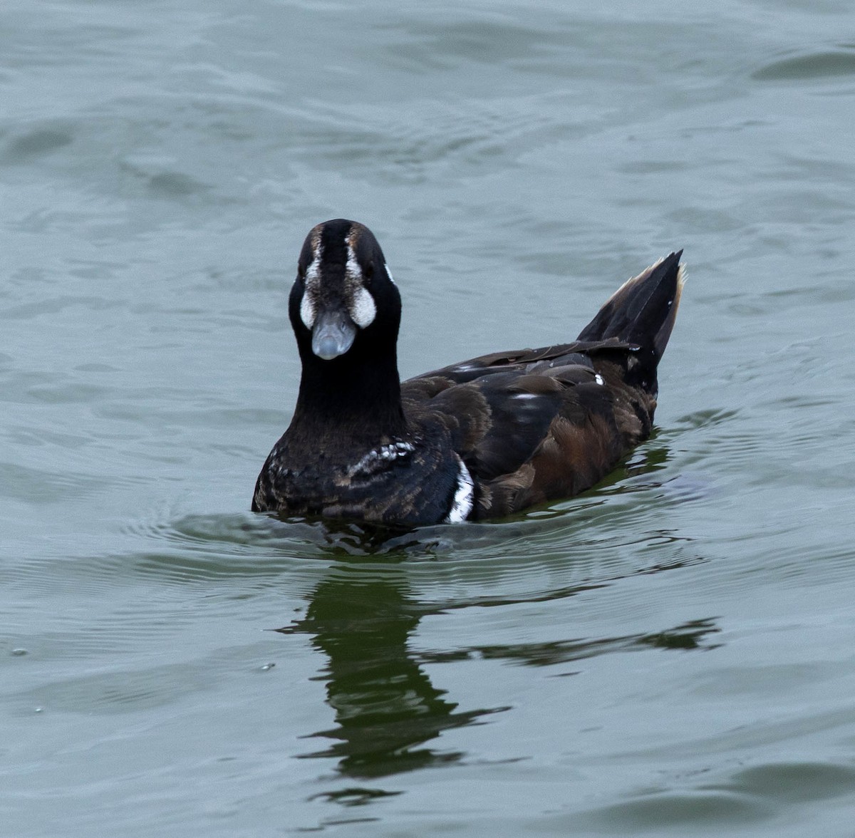 Ahate arlekina - ML647526241