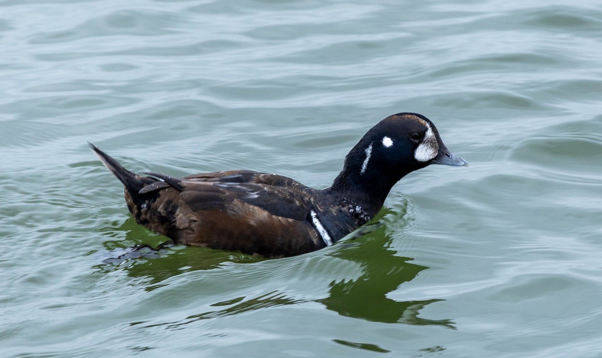 Ahate arlekina - ML647526243