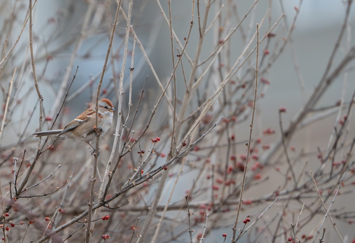 ムナフヒメドリ - ML647526248