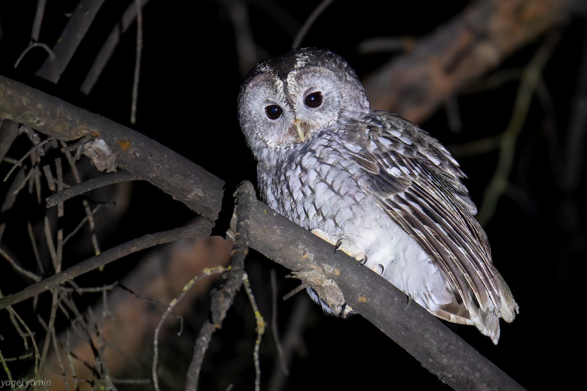 モリフクロウ - ML647526251