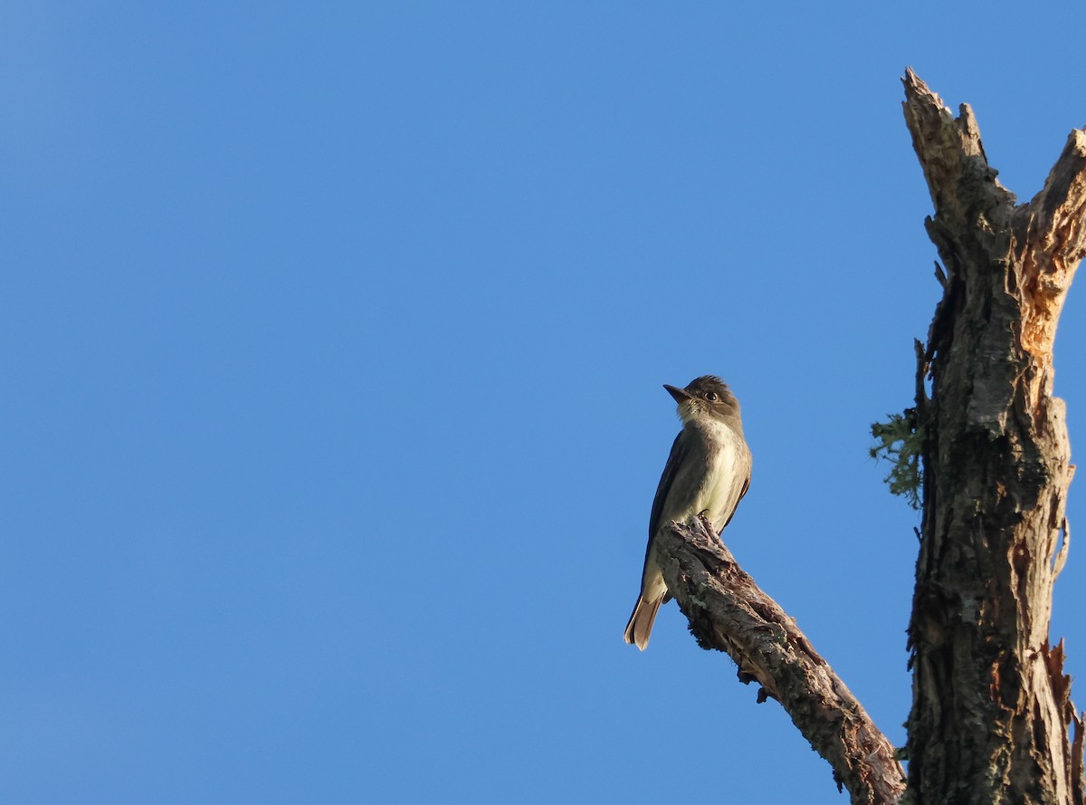 tyranovec severský - ML647526252