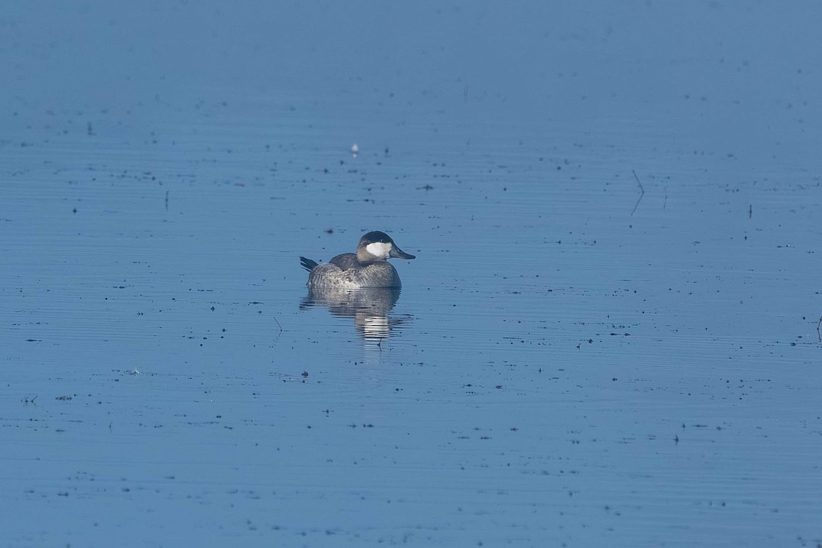 Amerika Dikkuyruğu - ML647526253