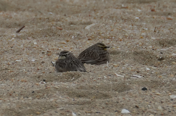 Жайворонок рогатий - ML647526278