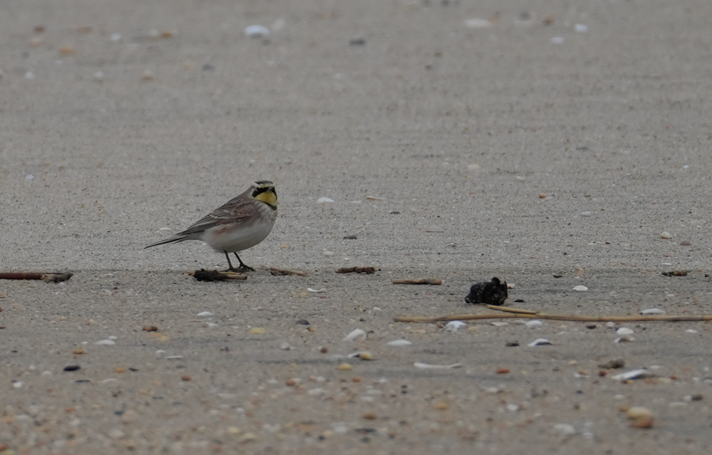 Жайворонок рогатий - ML647526279