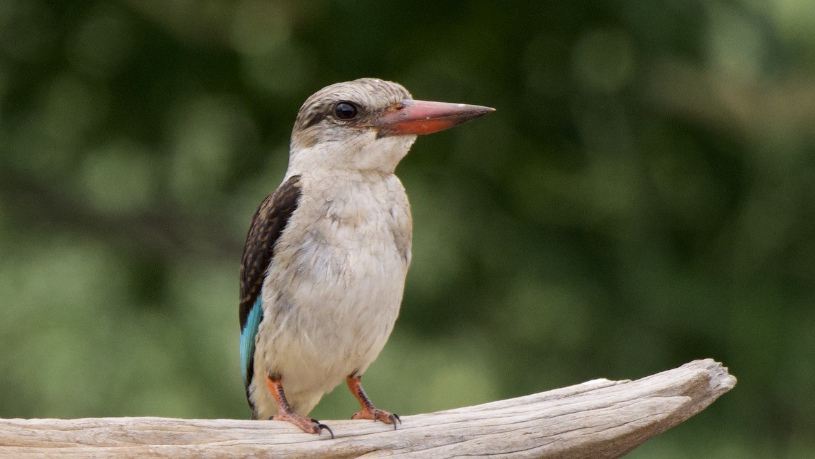 Kahverengi Kafalı Yalıçapkını - ML647526280