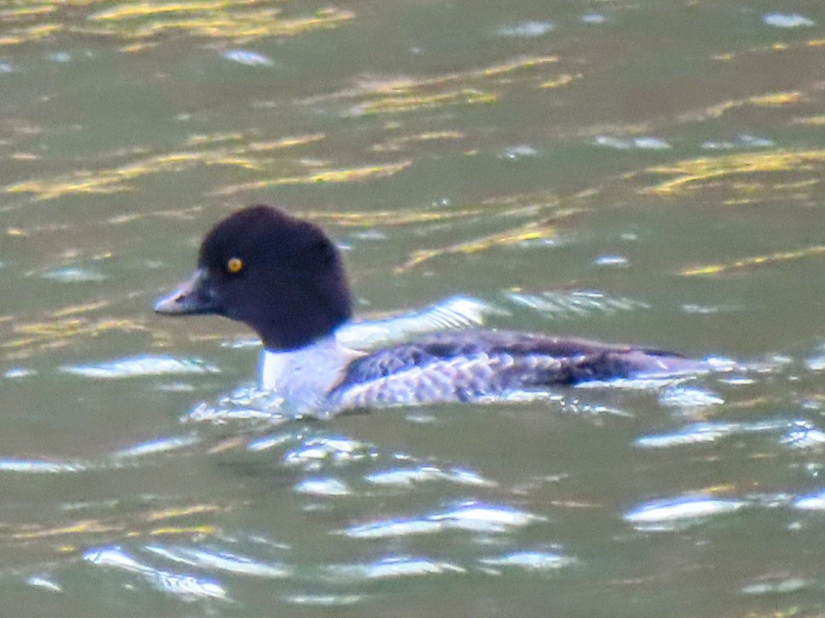 Murgilari islandiarra - ML647526282