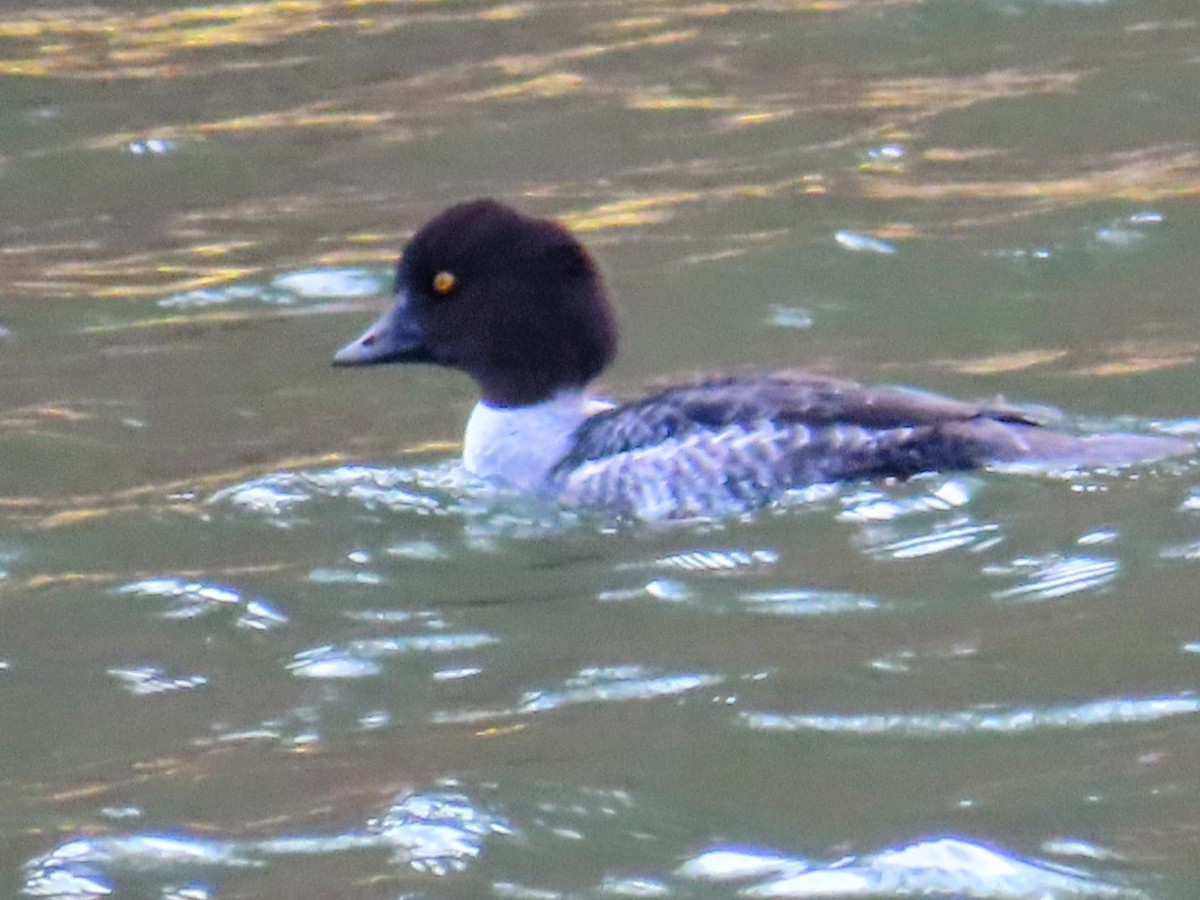 Murgilari islandiarra - ML647526283