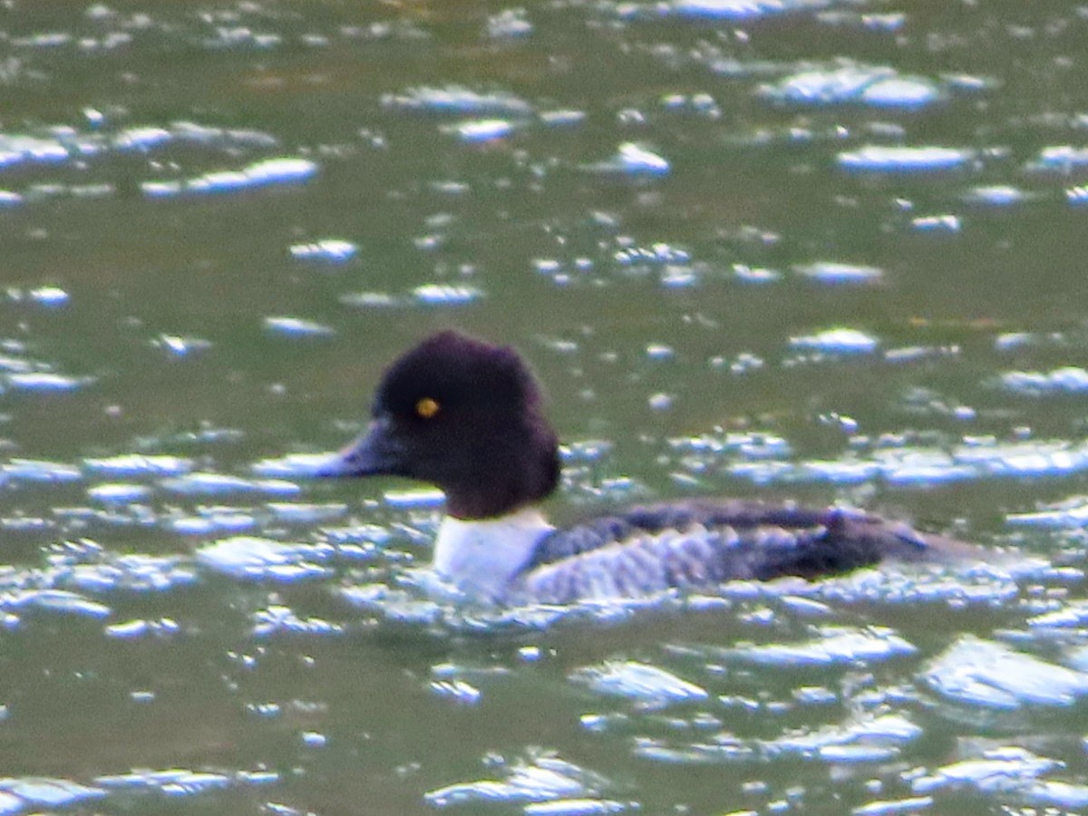 Murgilari islandiarra - ML647526285