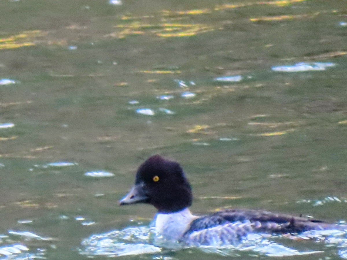 Murgilari islandiarra - ML647526286