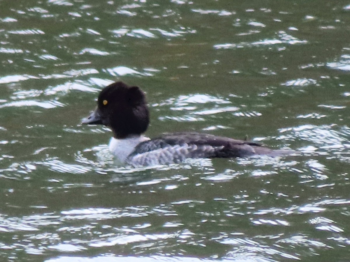 Murgilari islandiarra - ML647526287