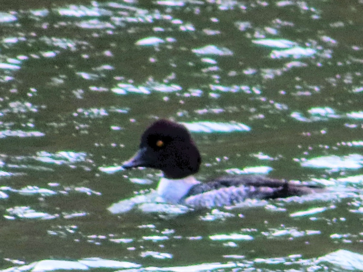 Murgilari islandiarra - ML647526288