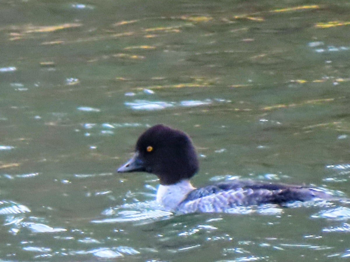 Murgilari islandiarra - ML647526289