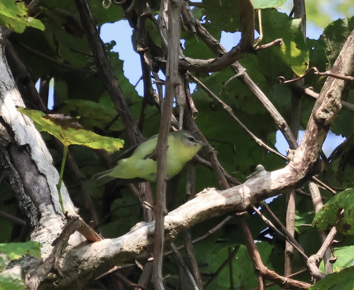 Bireo filadelfiarra - ML647526293