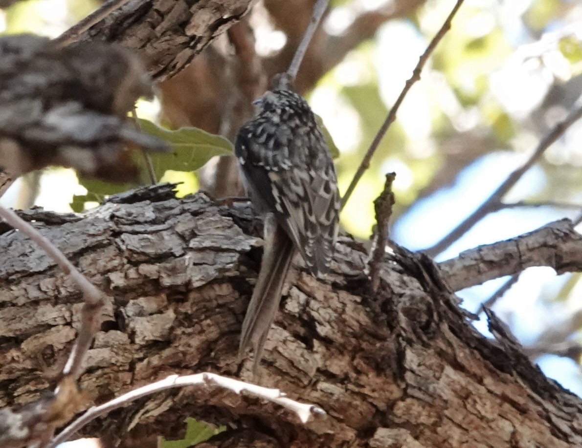 Brown Creeper - ML647526300