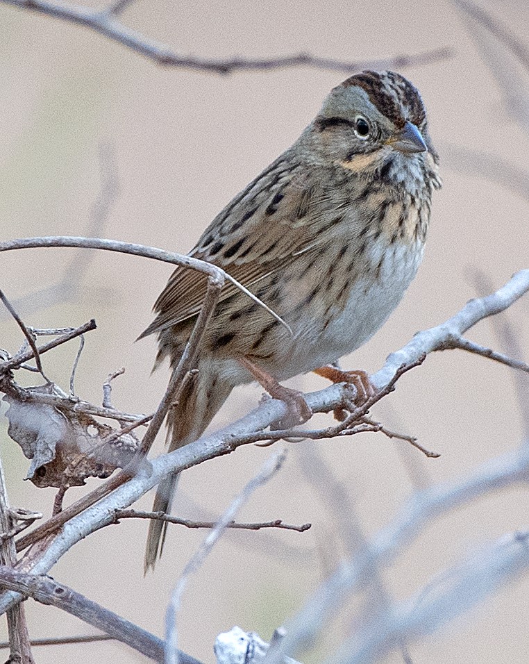 Lincoln's Sparrow - ML647526303
