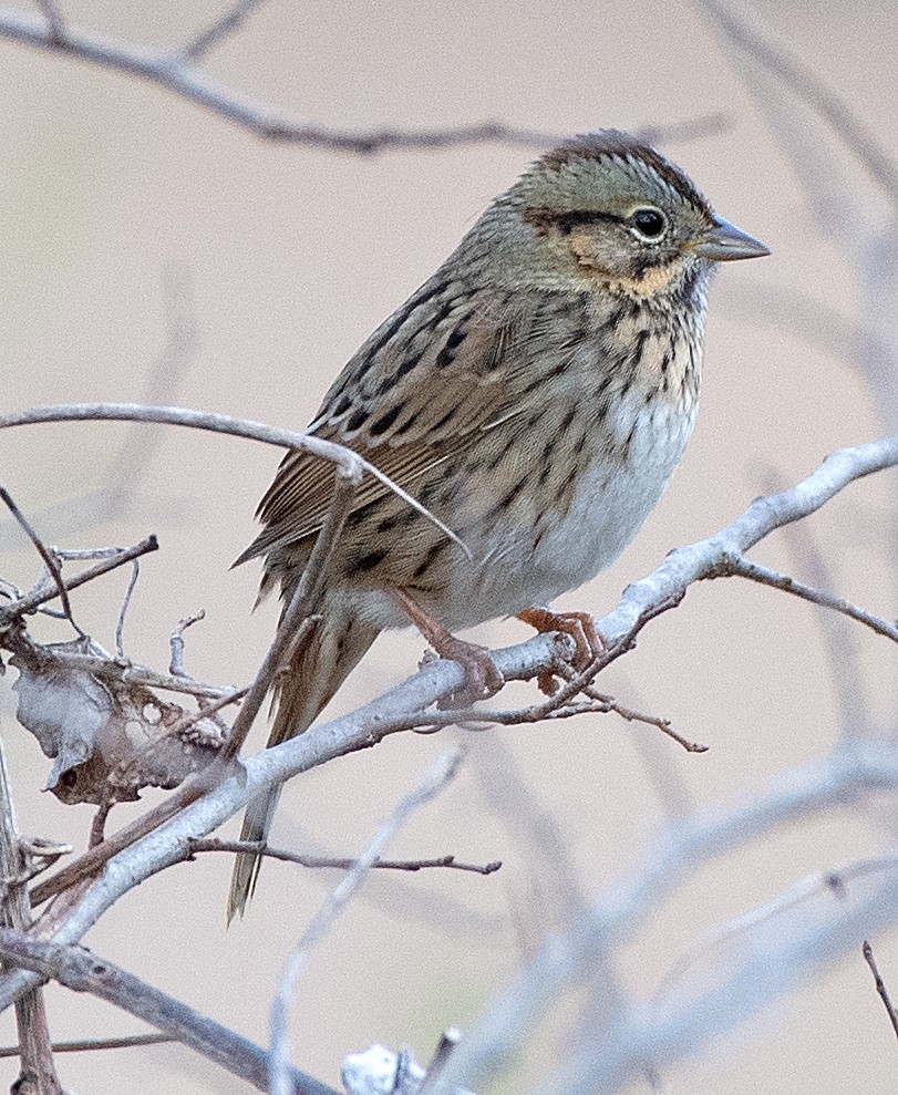 Lincoln's Sparrow - ML647526304