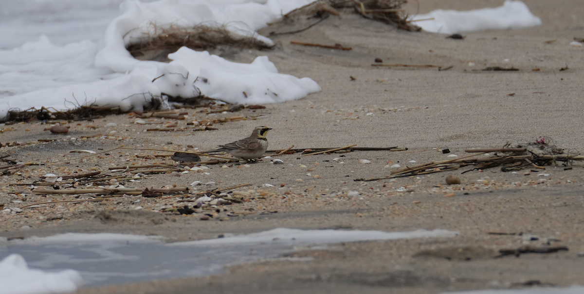 Жайворонок рогатий - ML647526309