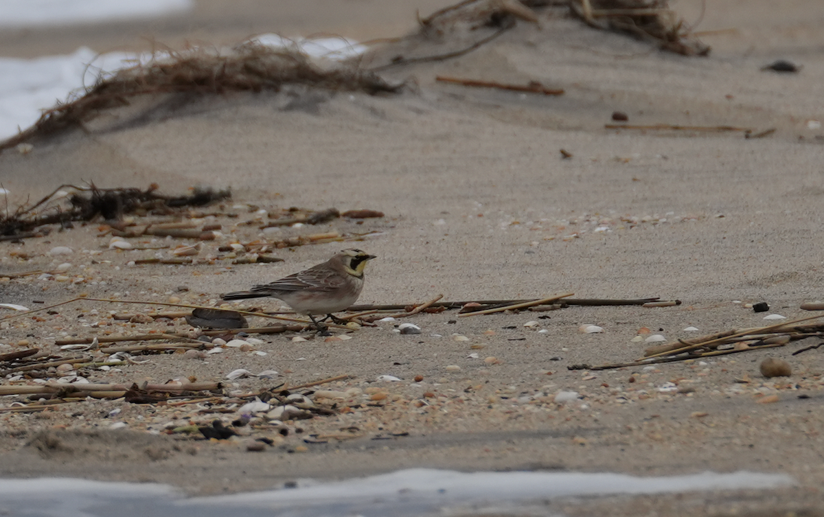 Жайворонок рогатий - ML647526310