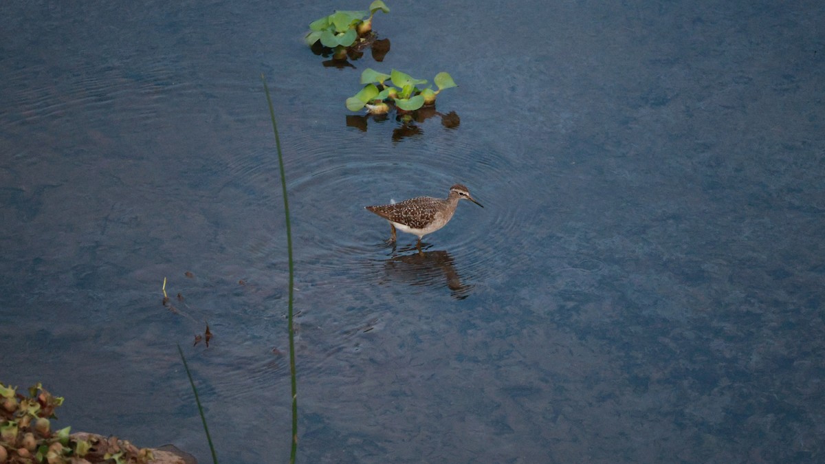 Wood Sandpiper - ML647526314