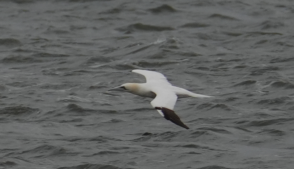 Northern Gannet - ML647526333