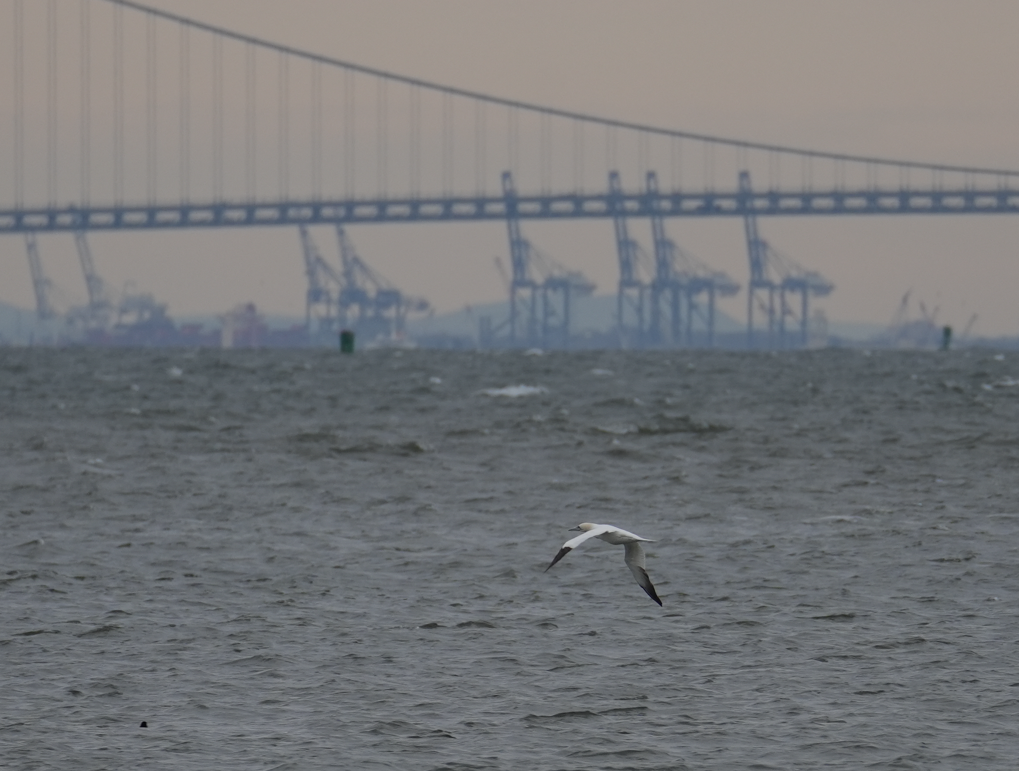 Northern Gannet - ML647526334