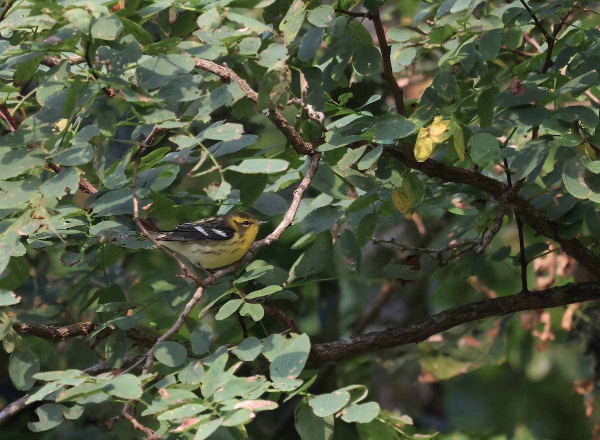 Blackburnian Warbler - ML647526336