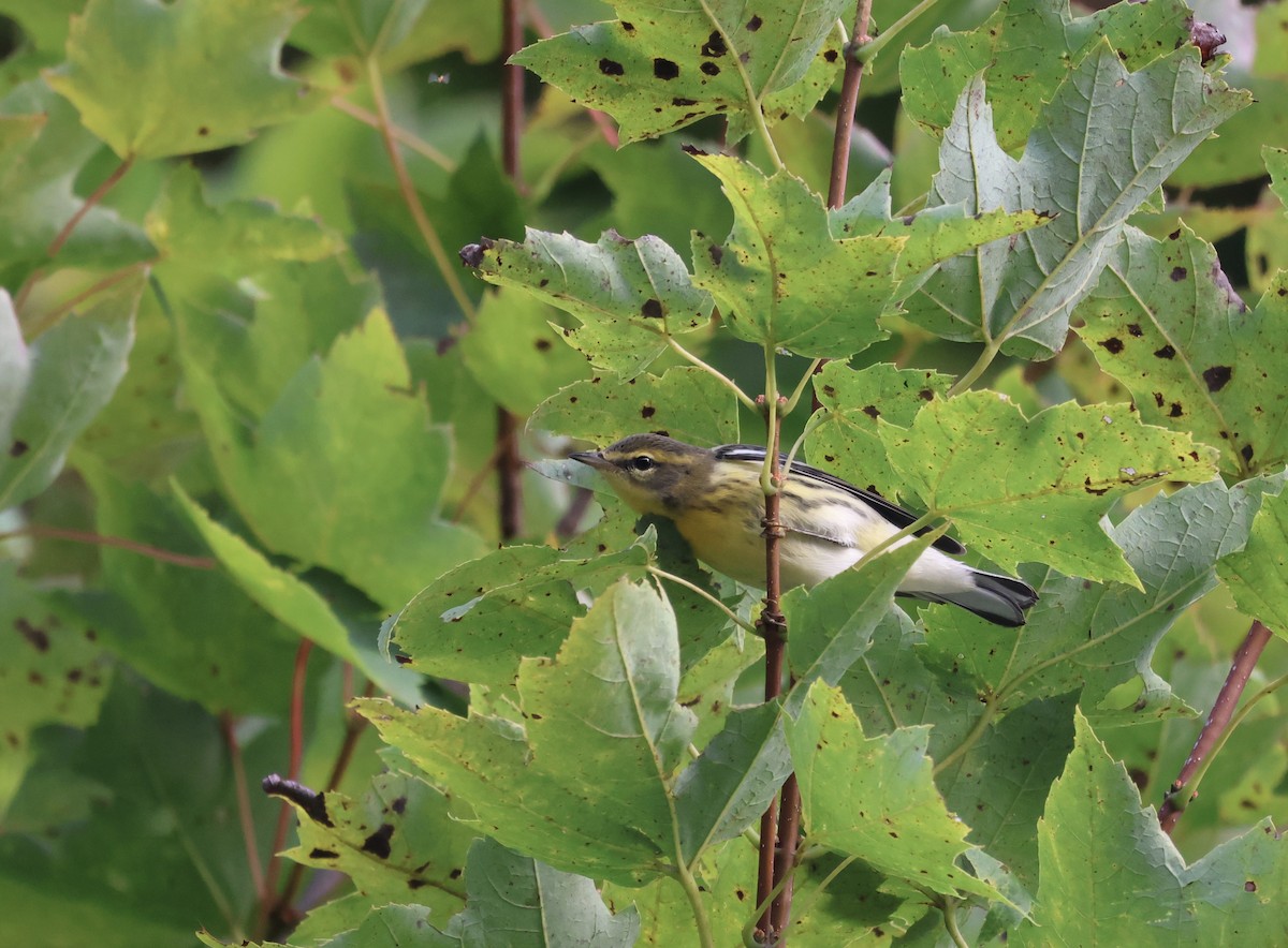 Blackburnian Warbler - ML647526337