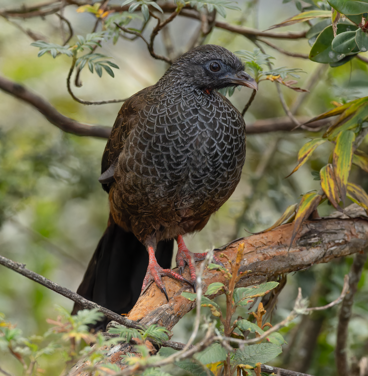 Andean Guan - ML647526346