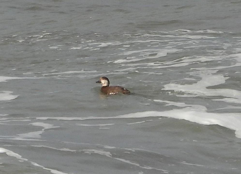 amerikasvartand - ML647526408