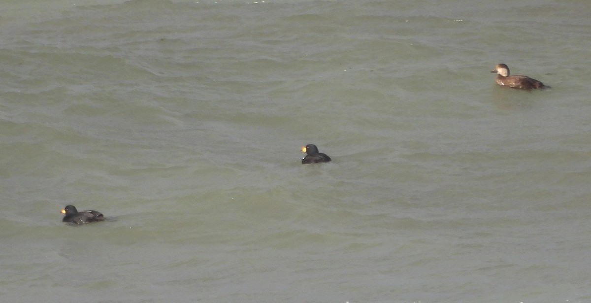 amerikasvartand - ML647526411