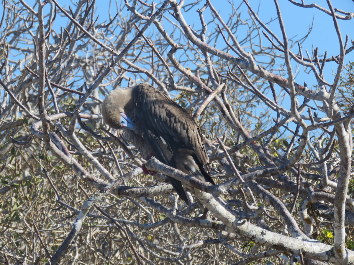 Red-footed Booby (Eastern Pacific) - ML647526416