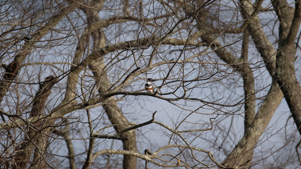 שלדג אמריקני - ML647526418