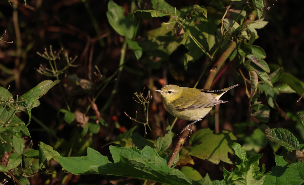 Tennesse Ötleğeni - ML647526420