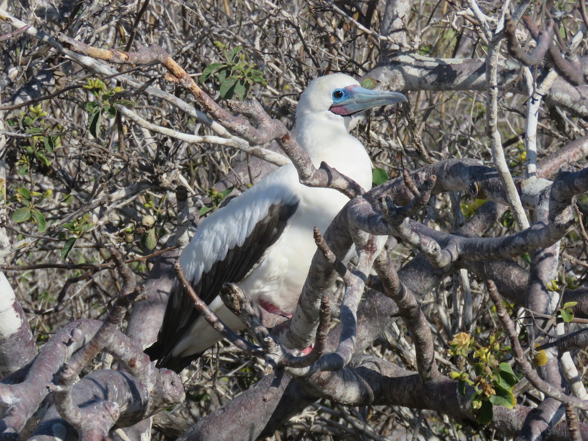Red-footed Booby (Eastern Pacific) - ML647526421