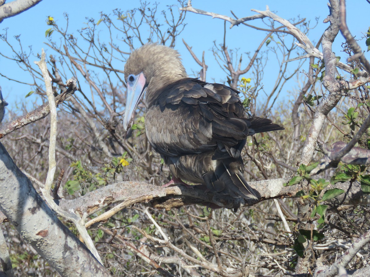 Red-footed Booby (Eastern Pacific) - ML647526422