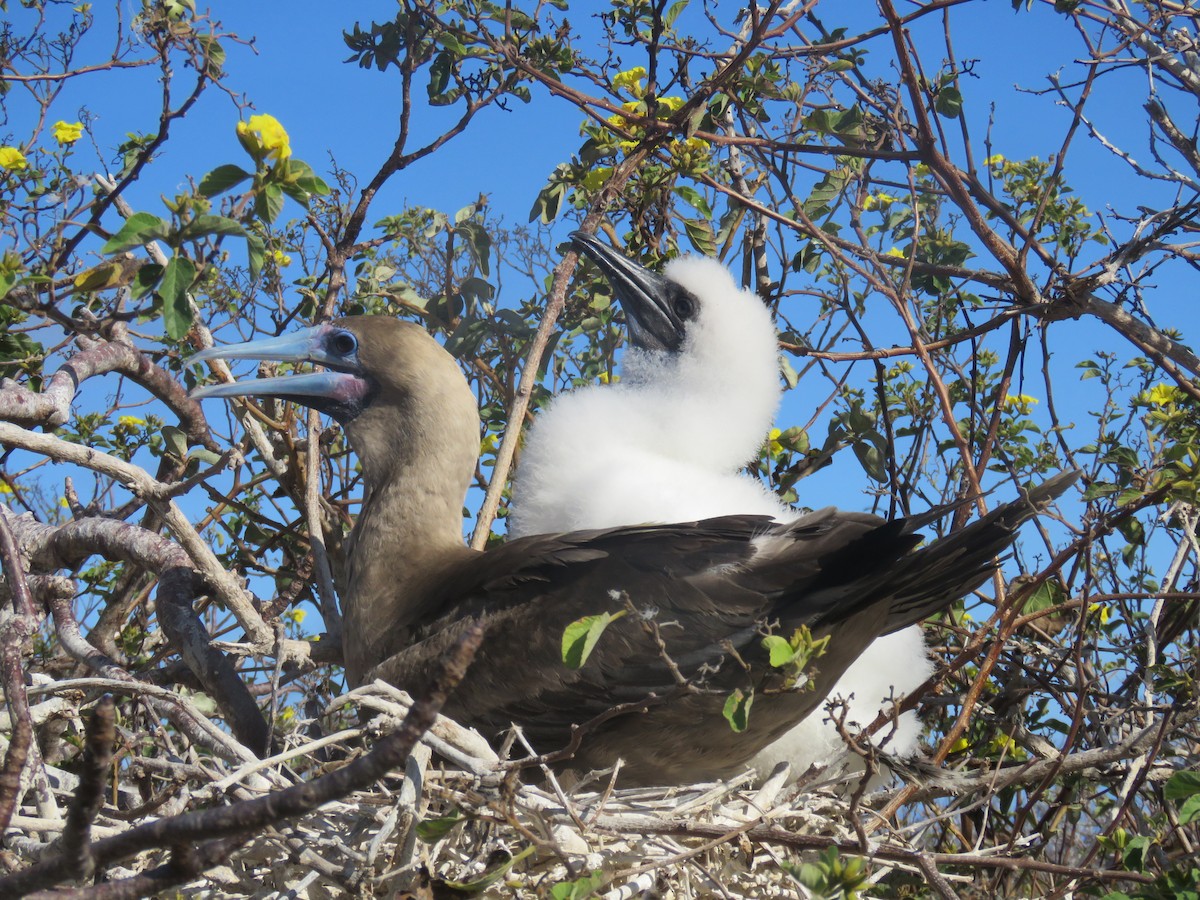 Red-footed Booby (Eastern Pacific) - ML647526423