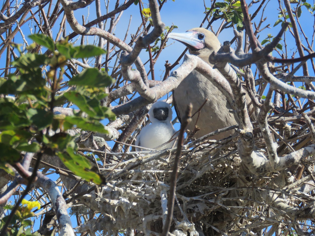 Red-footed Booby (Eastern Pacific) - ML647526424