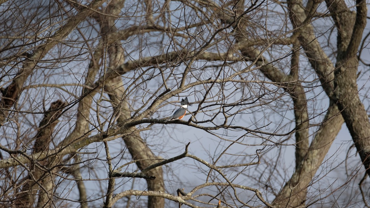 שלדג אמריקני - ML647526428