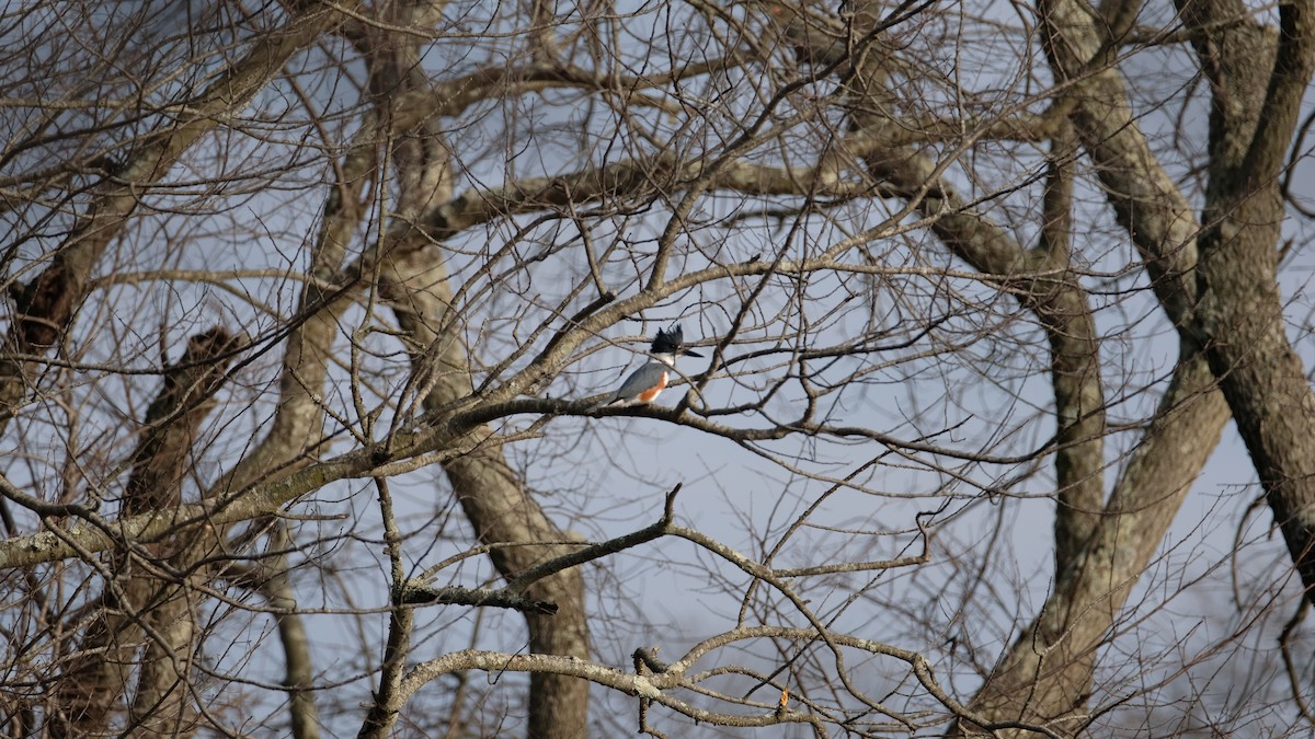 שלדג אמריקני - ML647526437