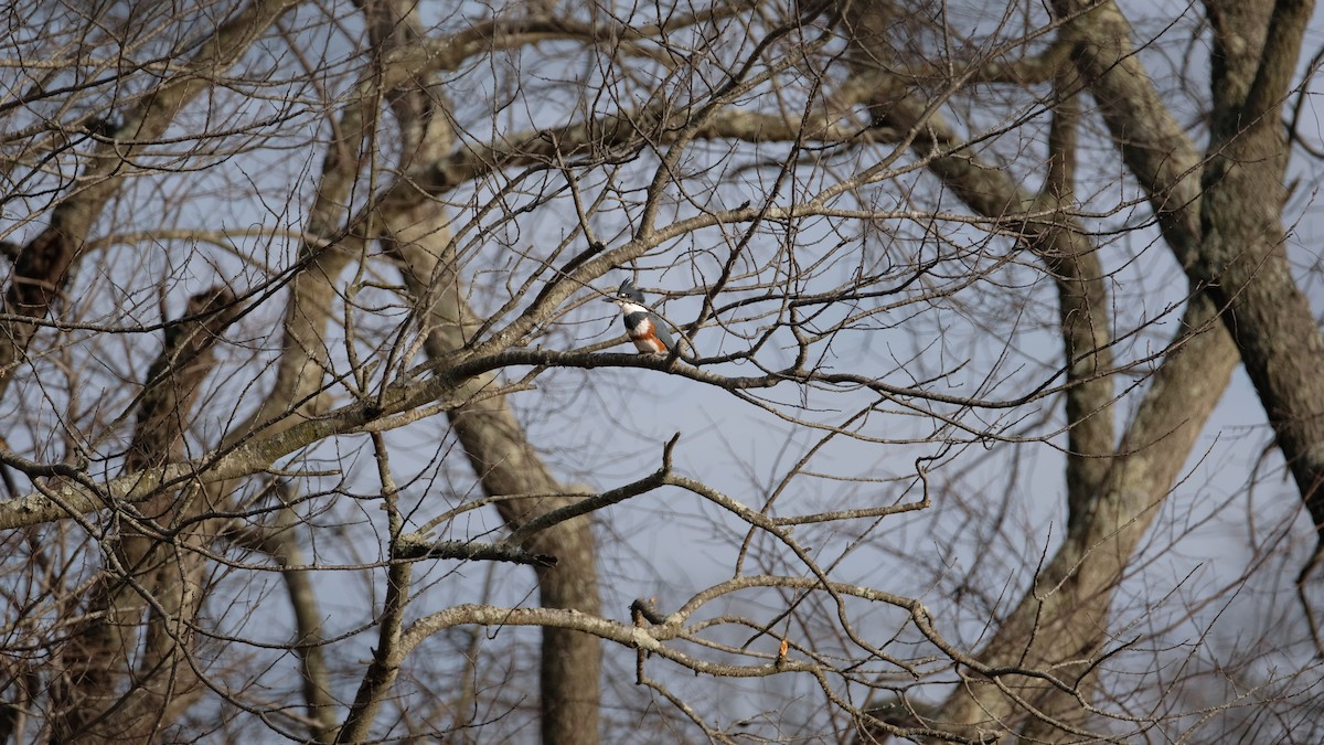 שלדג אמריקני - ML647526461