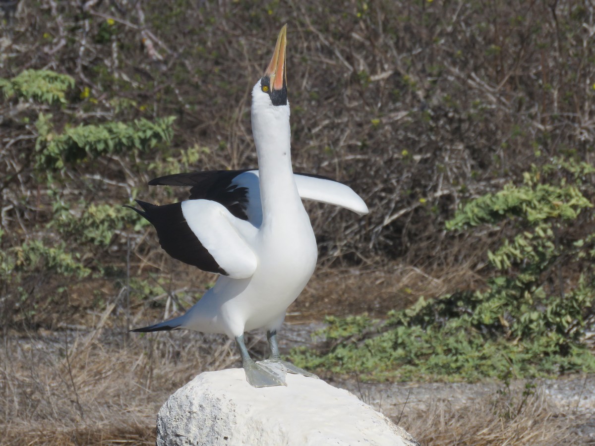 Zanga galapagoarra - ML647526478