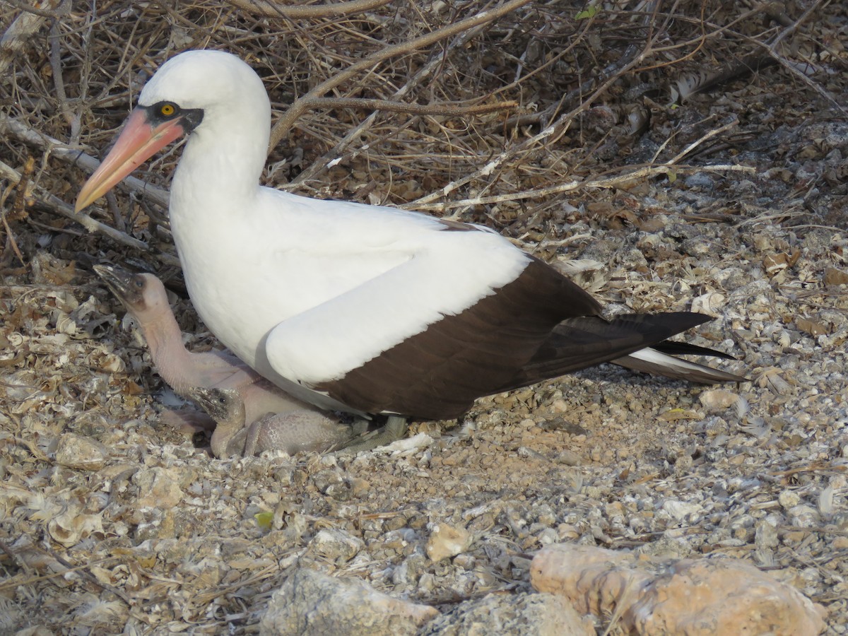 Zanga galapagoarra - ML647526480