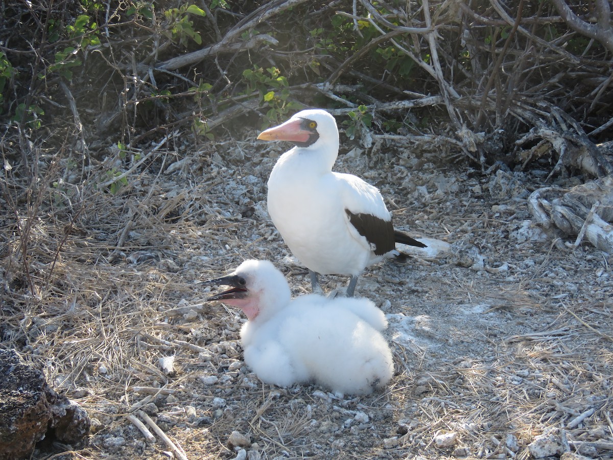 Zanga galapagoarra - ML647526481