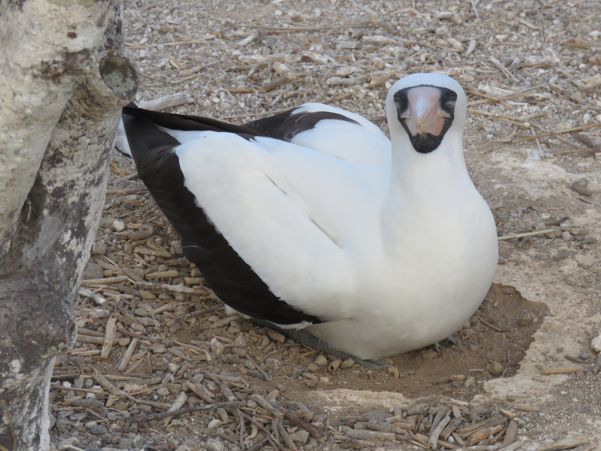 Zanga galapagoarra - ML647526482