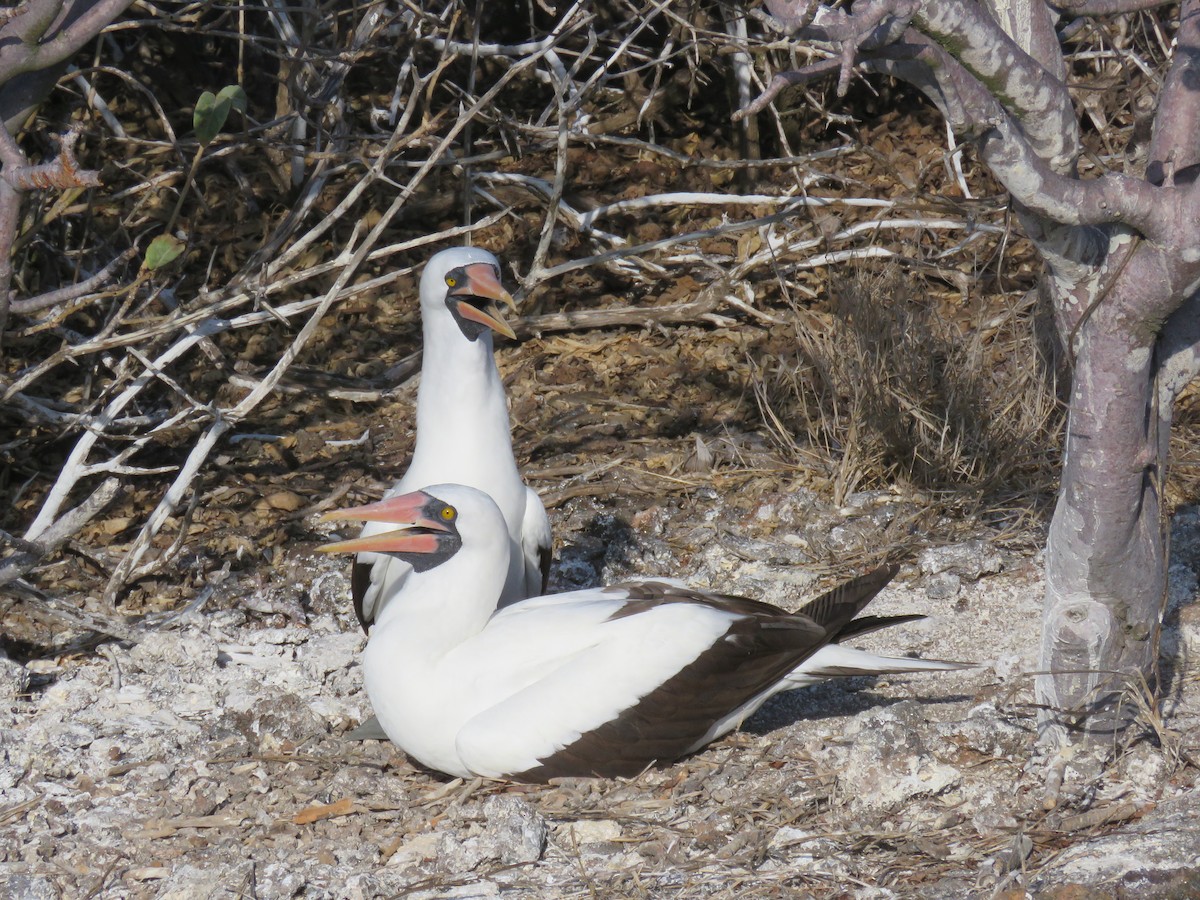 Zanga galapagoarra - ML647526483